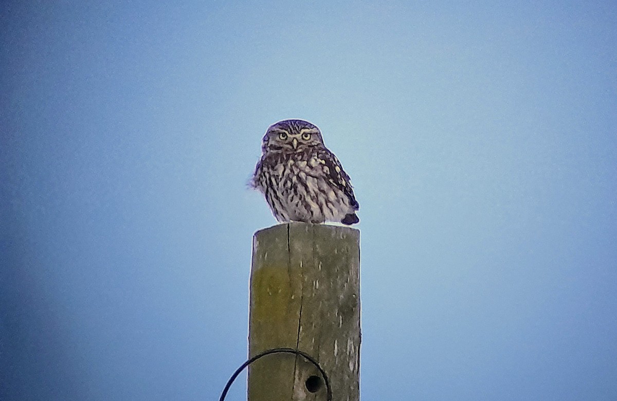 Little Owl - ML618728287