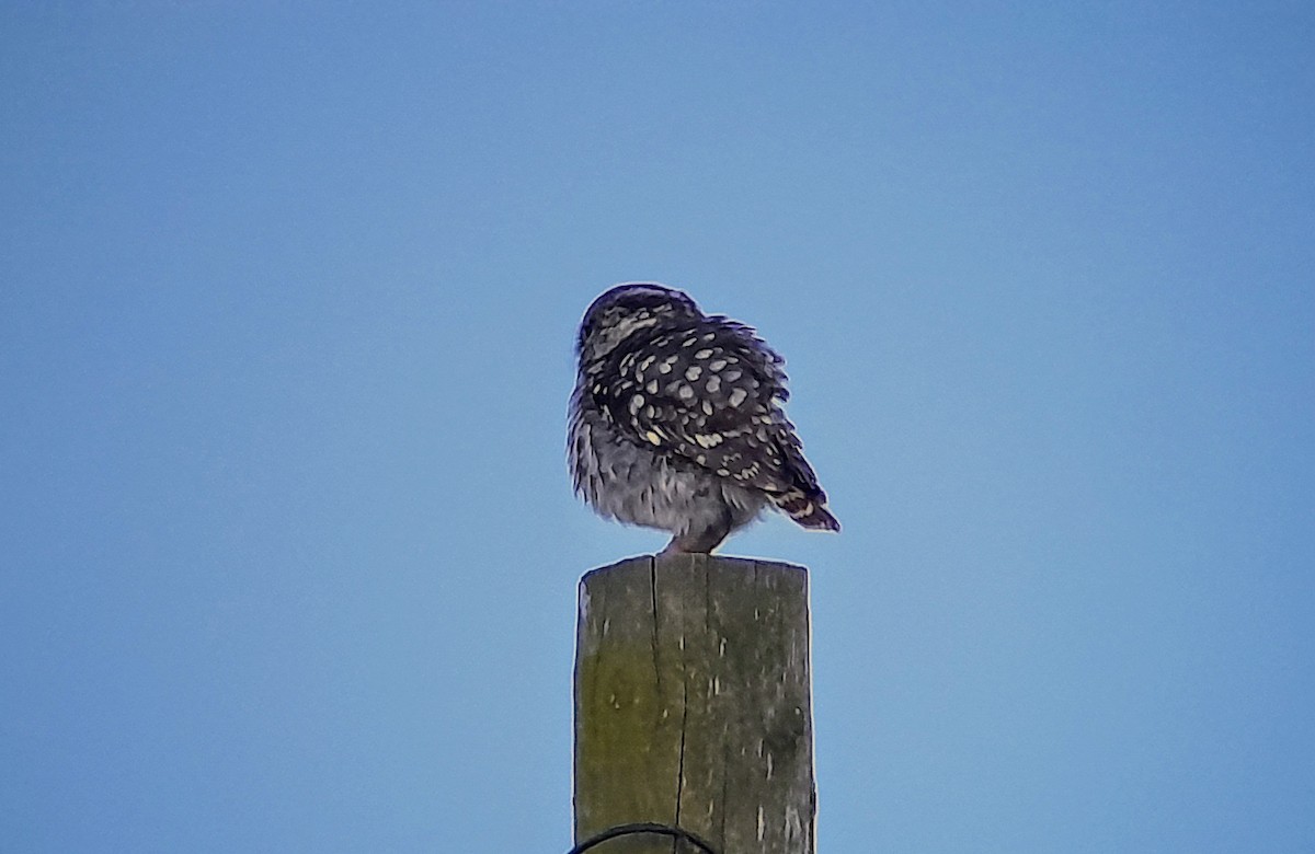 Little Owl - ML618728290