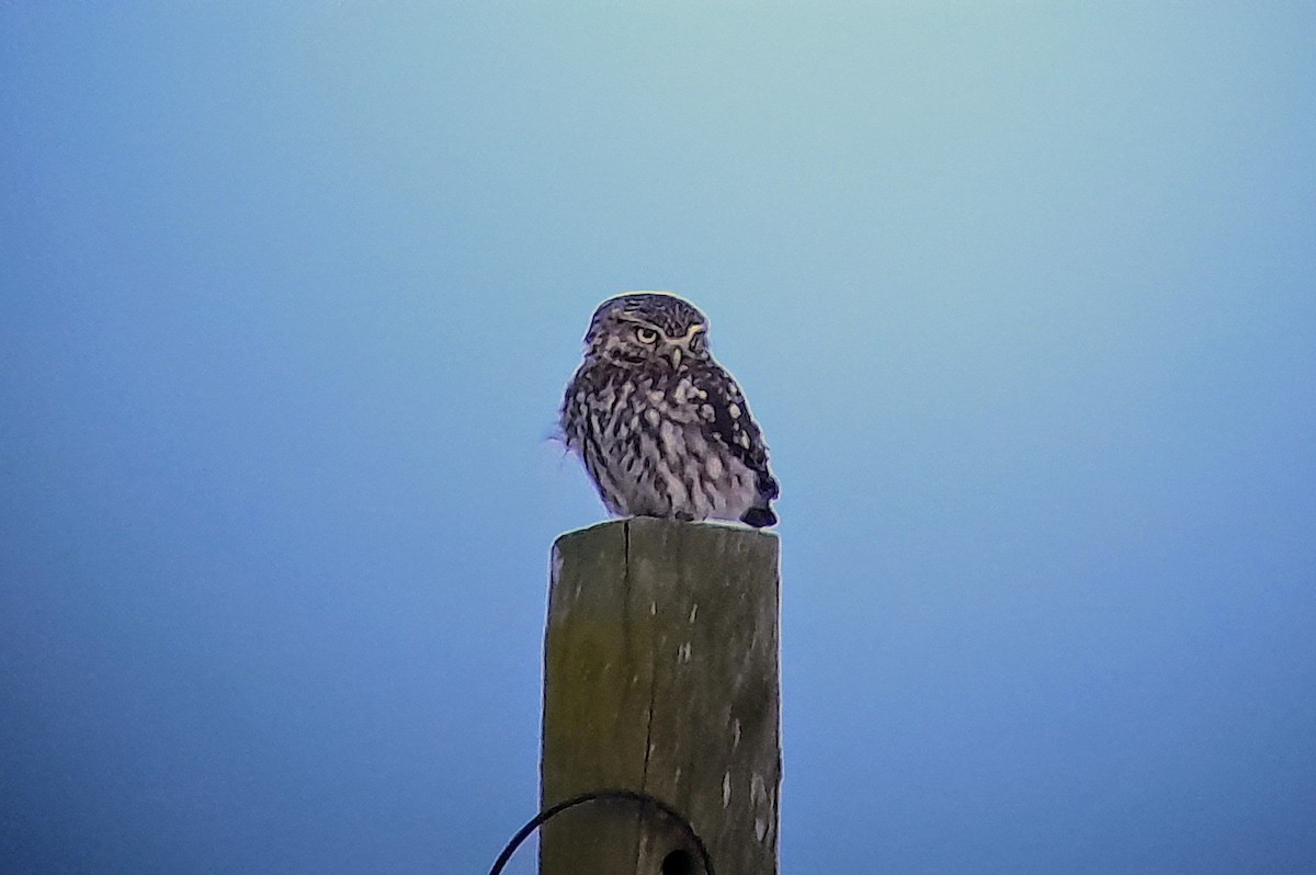 Little Owl - ML618728291