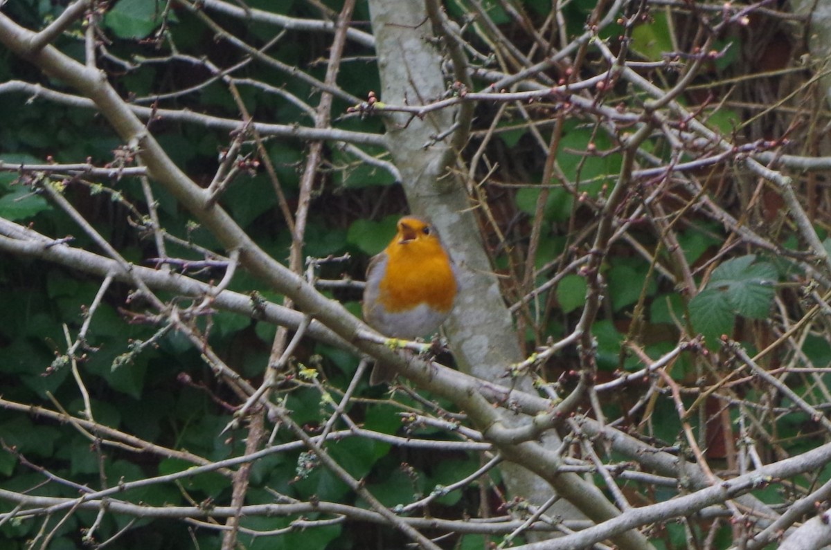 European Robin - ML618728301