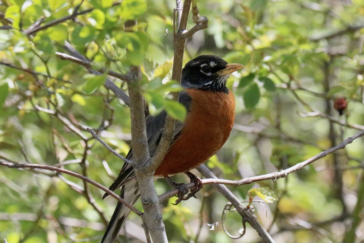 American Robin - ML618728310