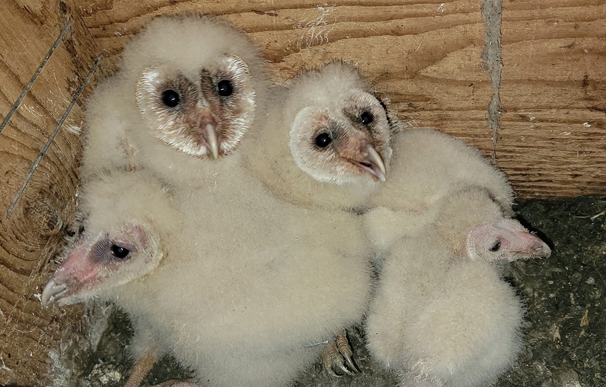 Barn Owl - Karl Schneck