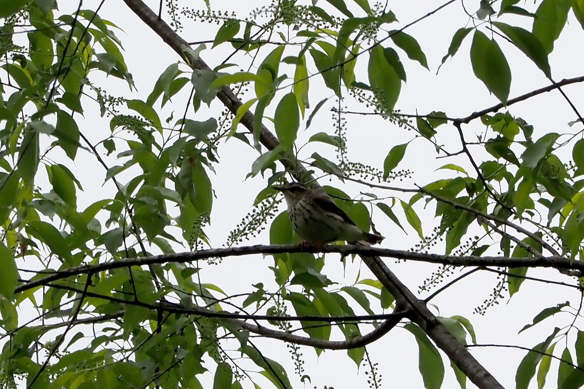 Louisiana Waterthrush - ML618728333