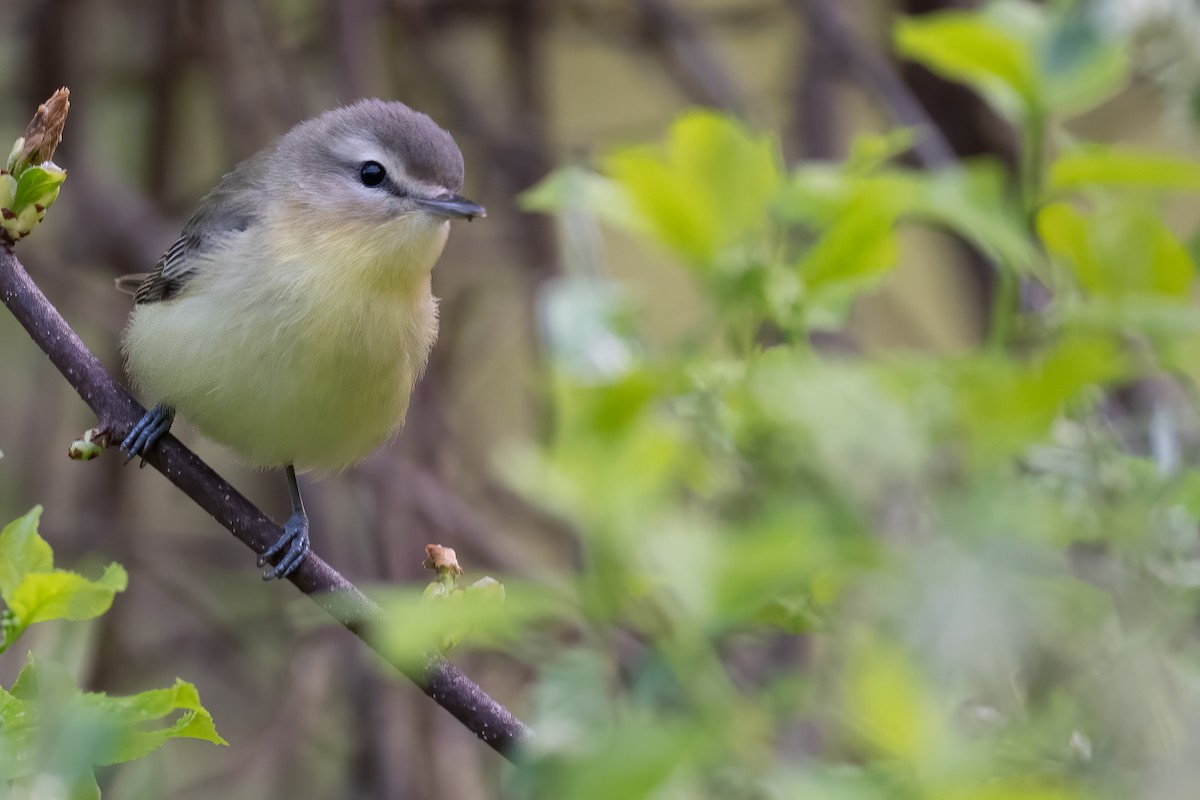 Philadelphia Vireo - ML618728346