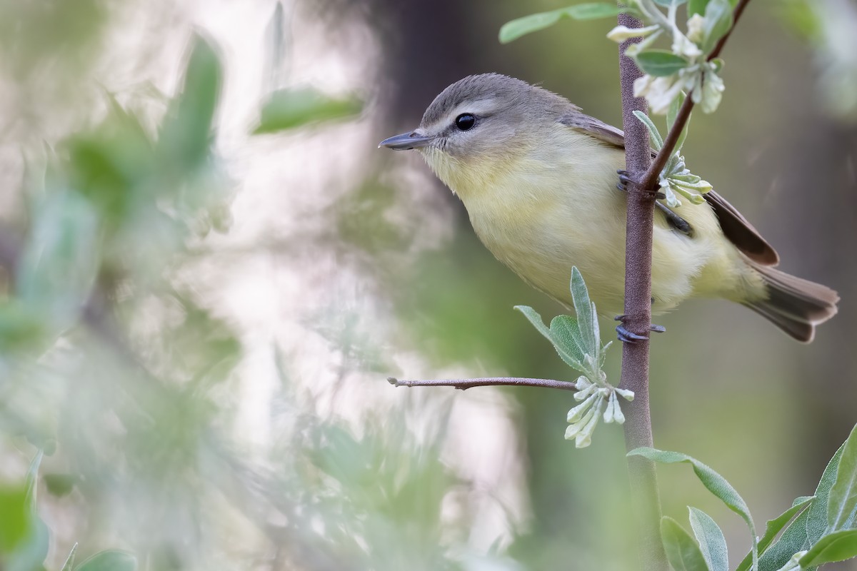 Philadelphia Vireo - Ben  Lucking