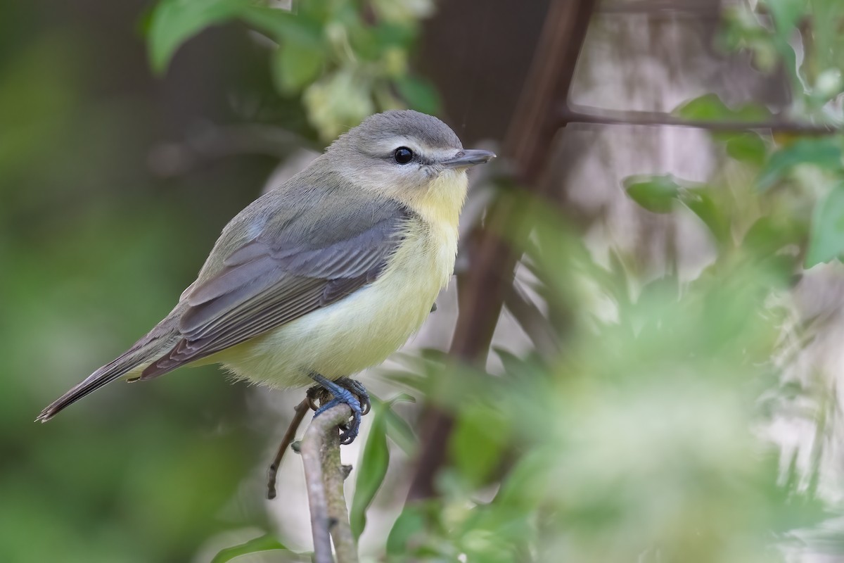 Vireo de Filadelfia - ML618728348