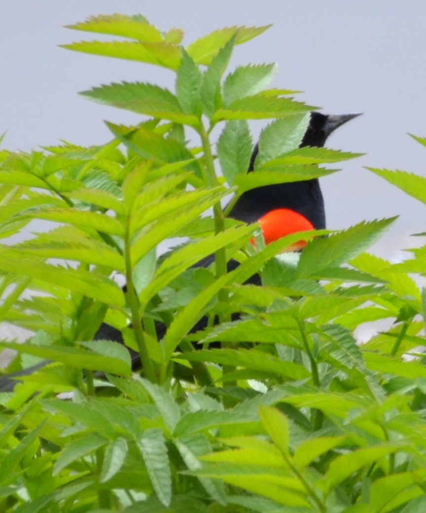 Red-winged Blackbird - ML618728382