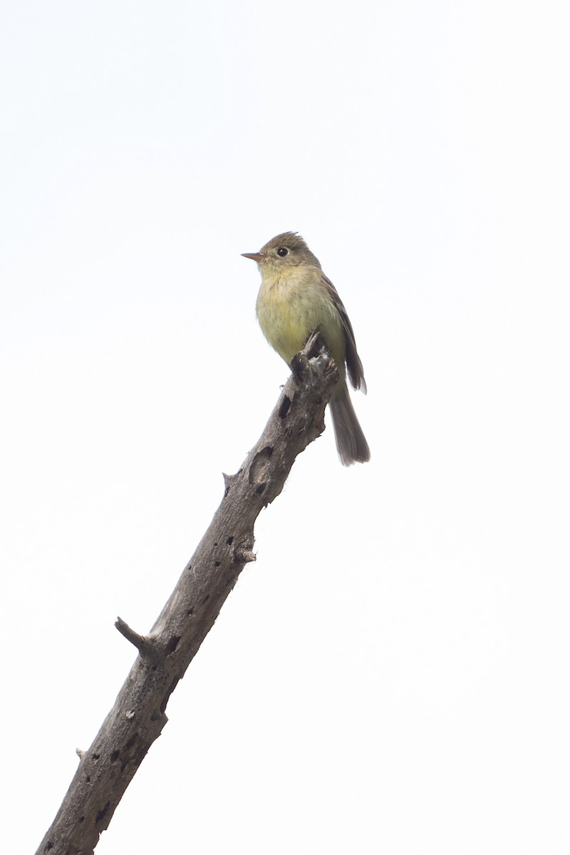 Western Flycatcher (Pacific-slope) - Cynthia  Case