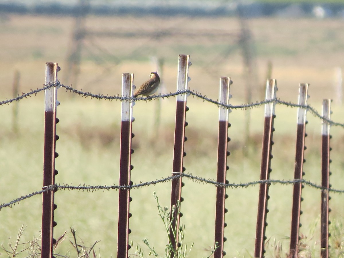 Horned Lark - ML618728424