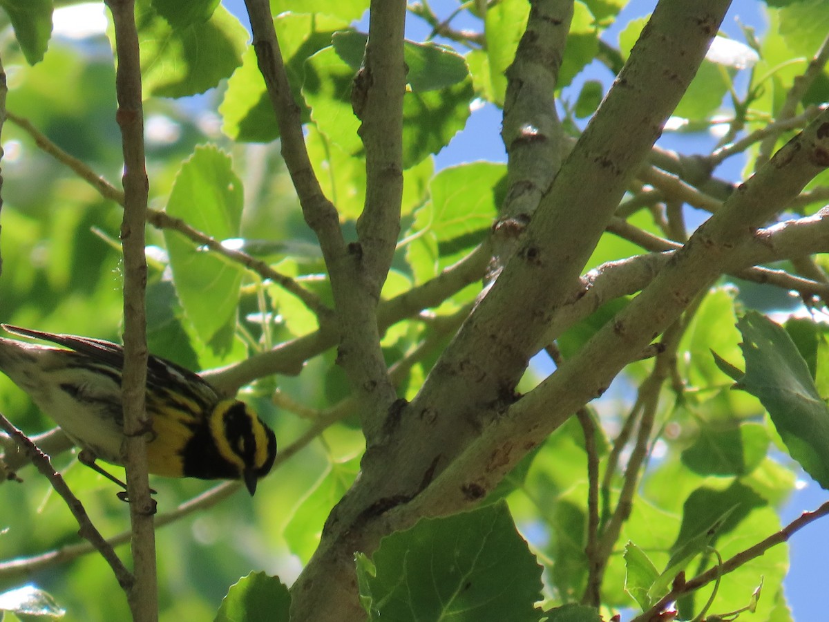 Townsend's Warbler - Justin Bryce