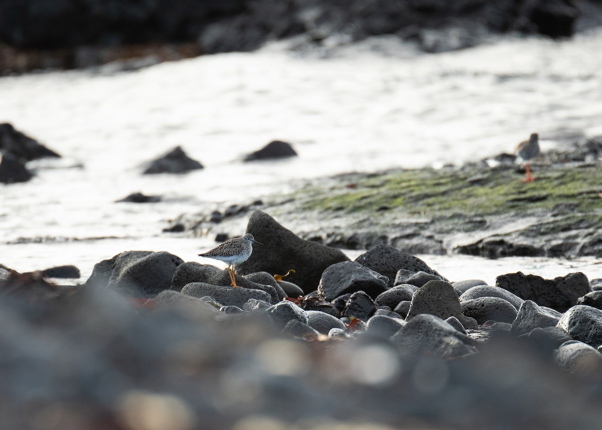 Lesser Yellowlegs - ML618728435