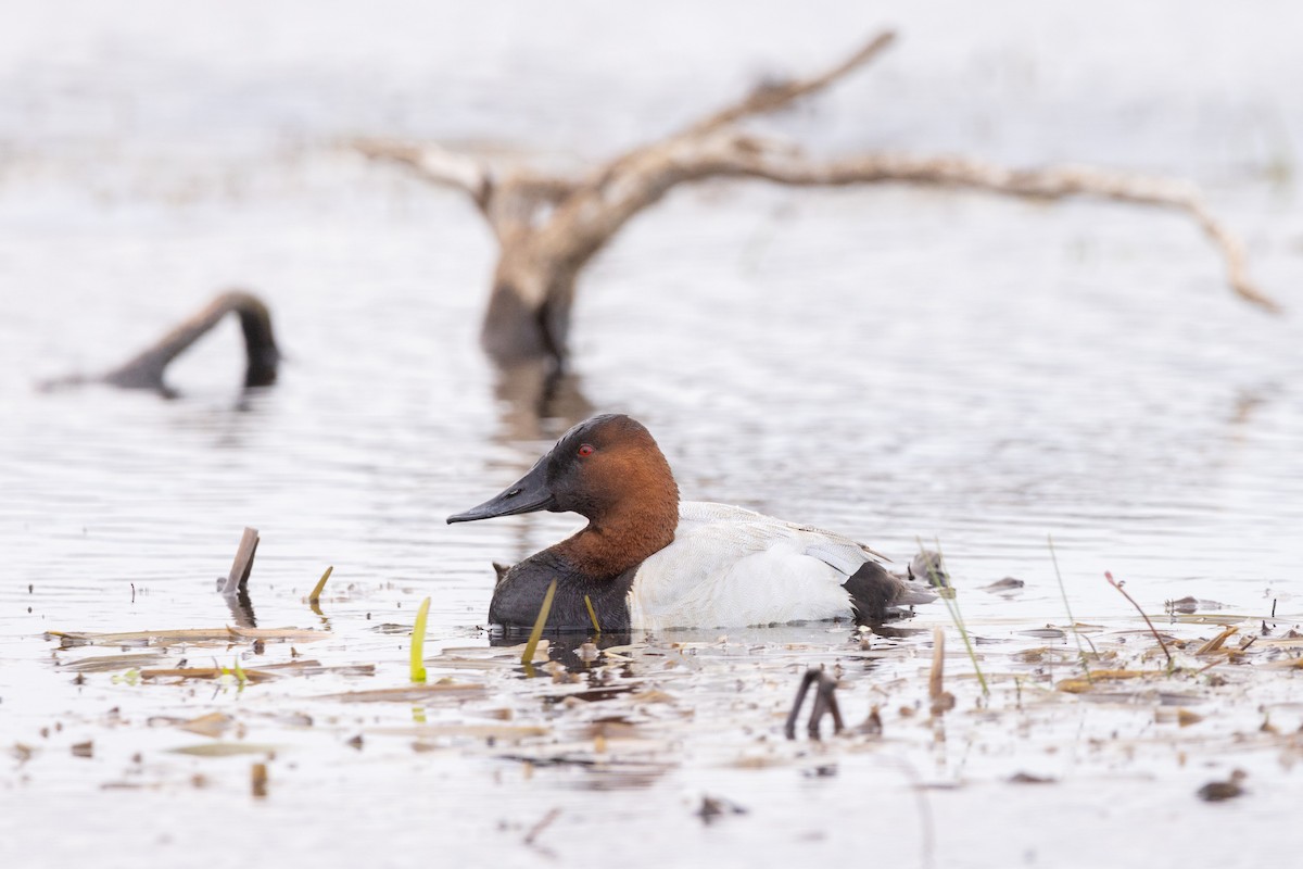 Canvasback - ML618728438