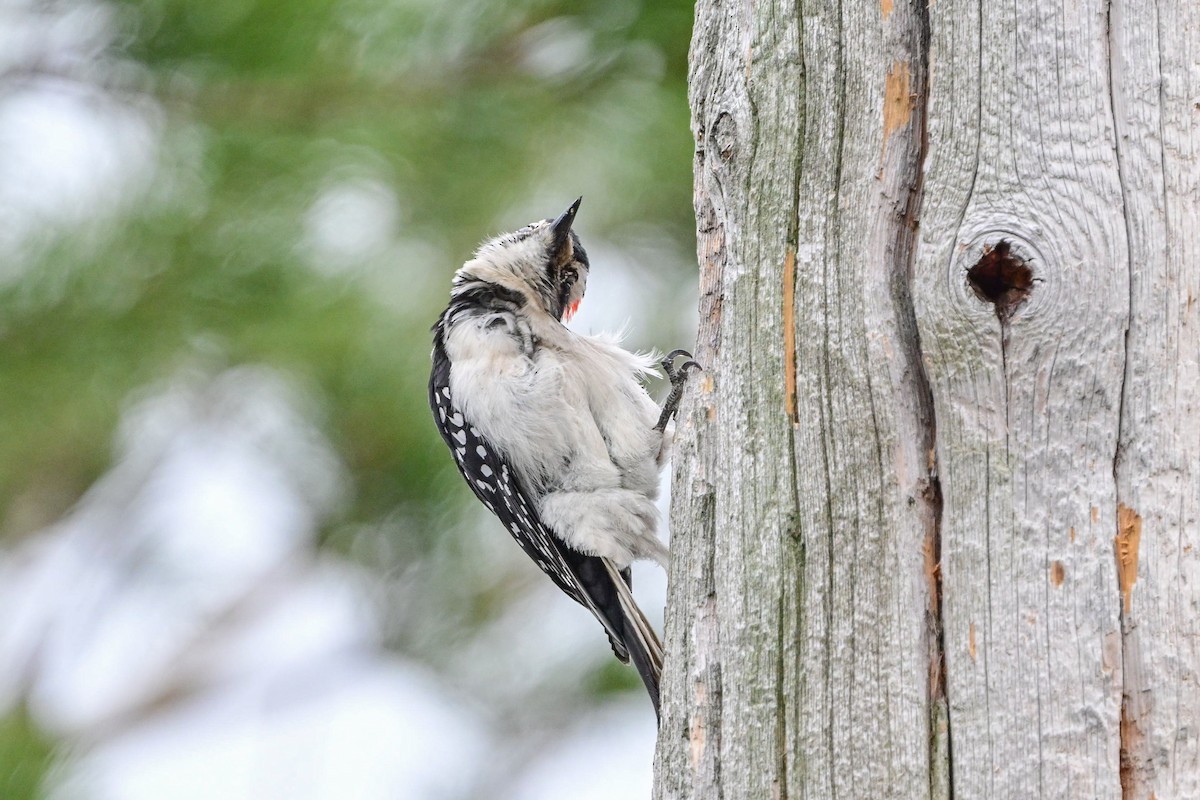 Hairy Woodpecker - ML618728444