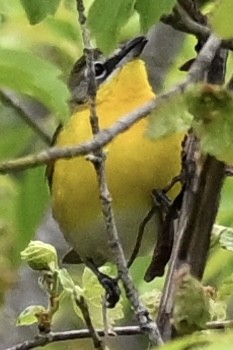Yellow-breasted Chat - ML618728448