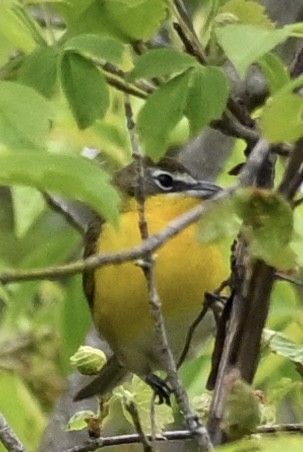 Yellow-breasted Chat - ML618728449