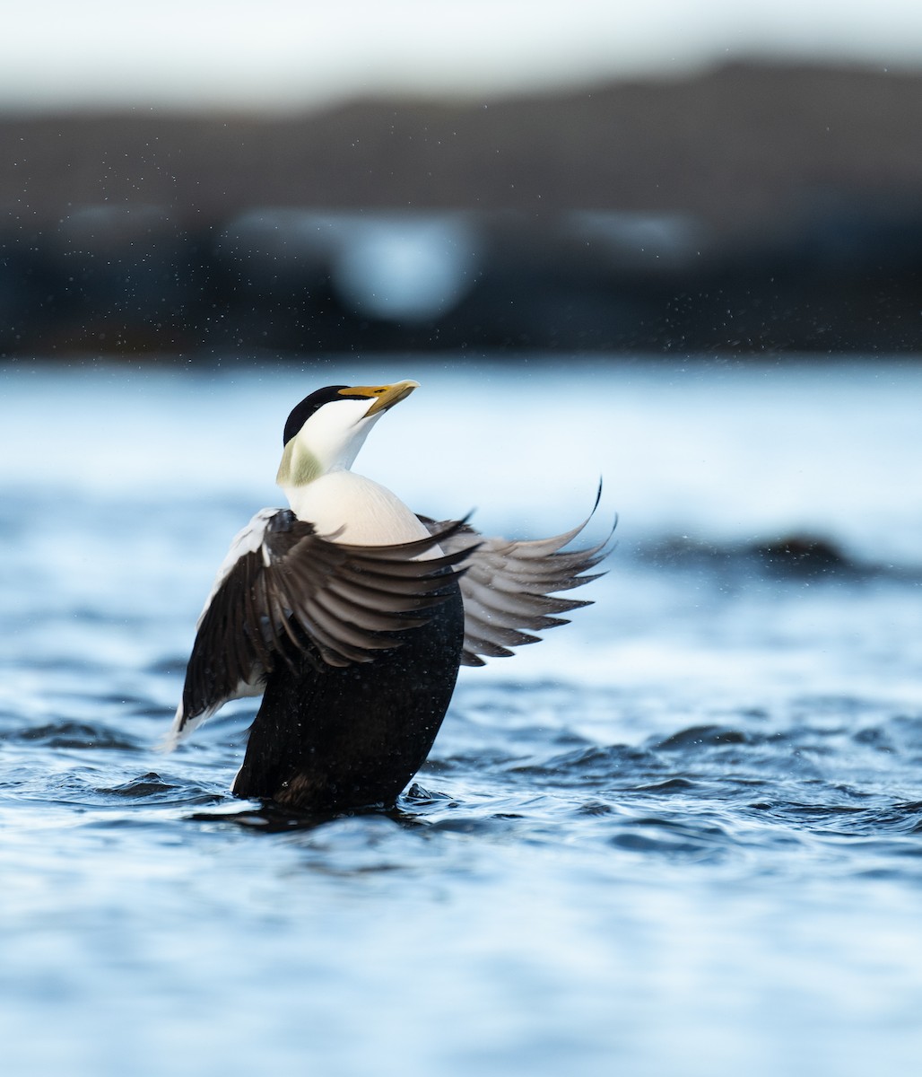 kajka mořská - ML618728461