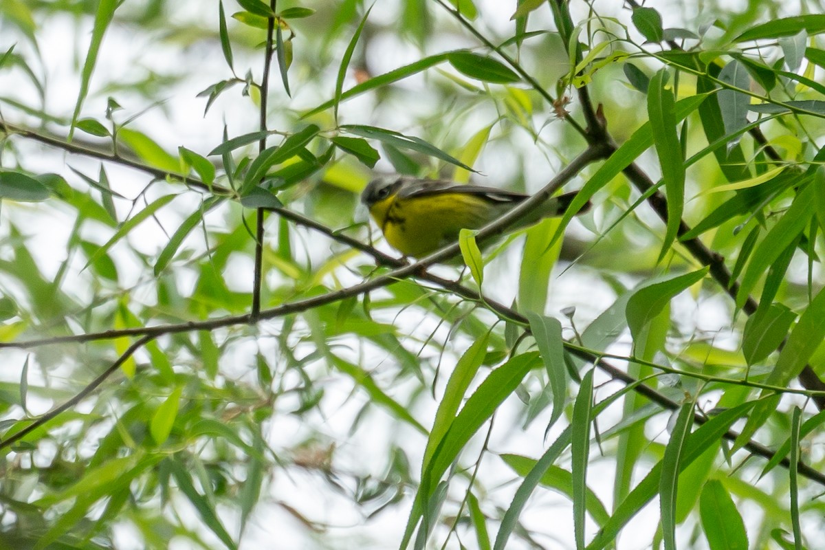 Magnolia Warbler - ML618728462