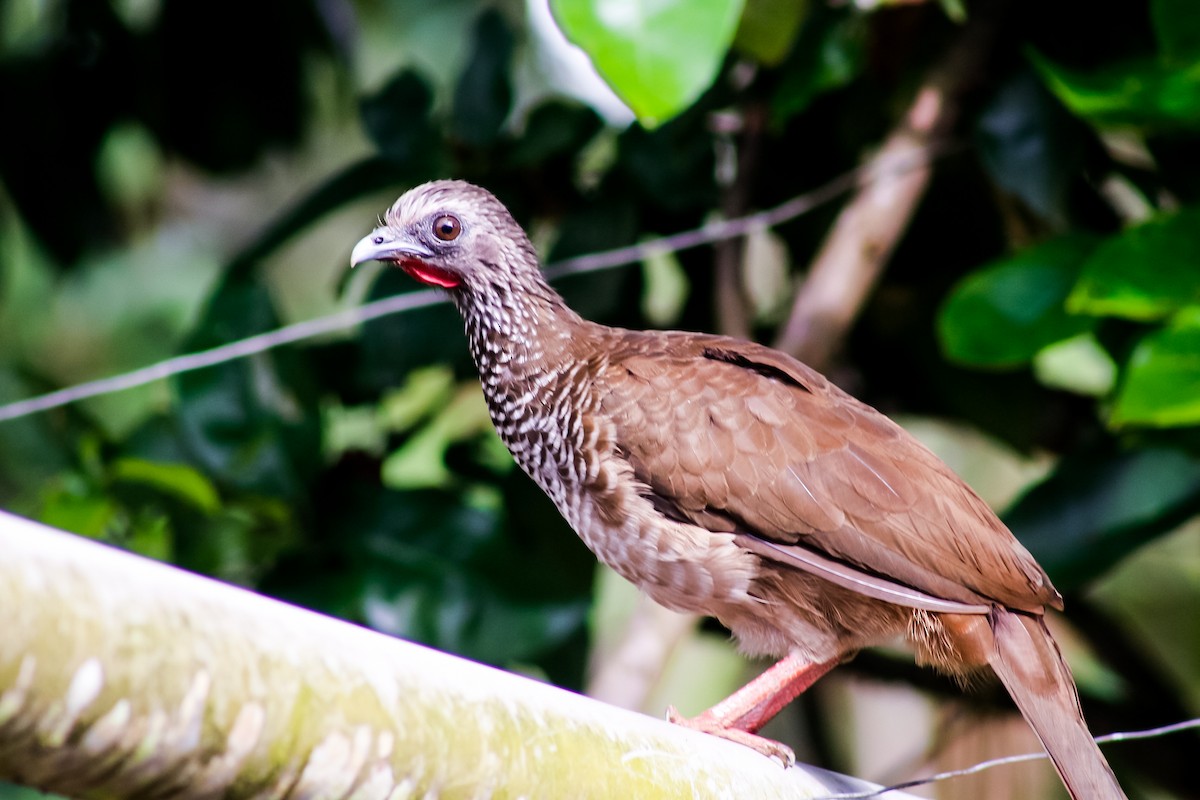 Chachalaca Moteada - ML618728518