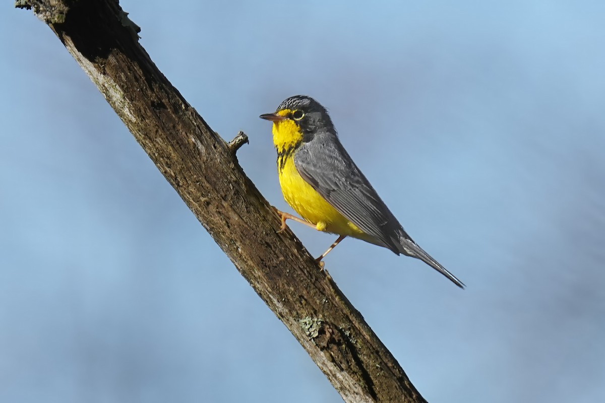 Canada Warbler - ML618728539