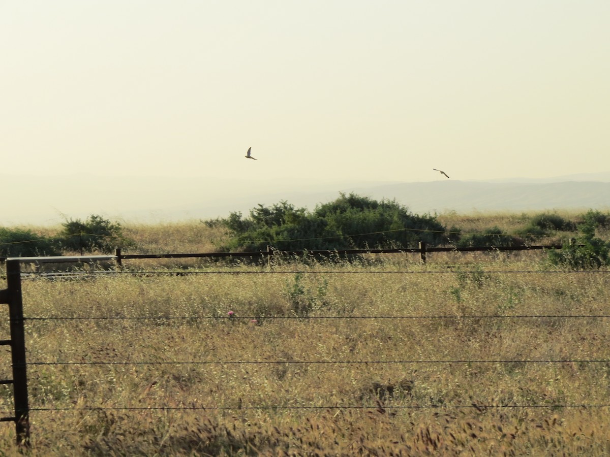 Western Kingbird - ML618728543