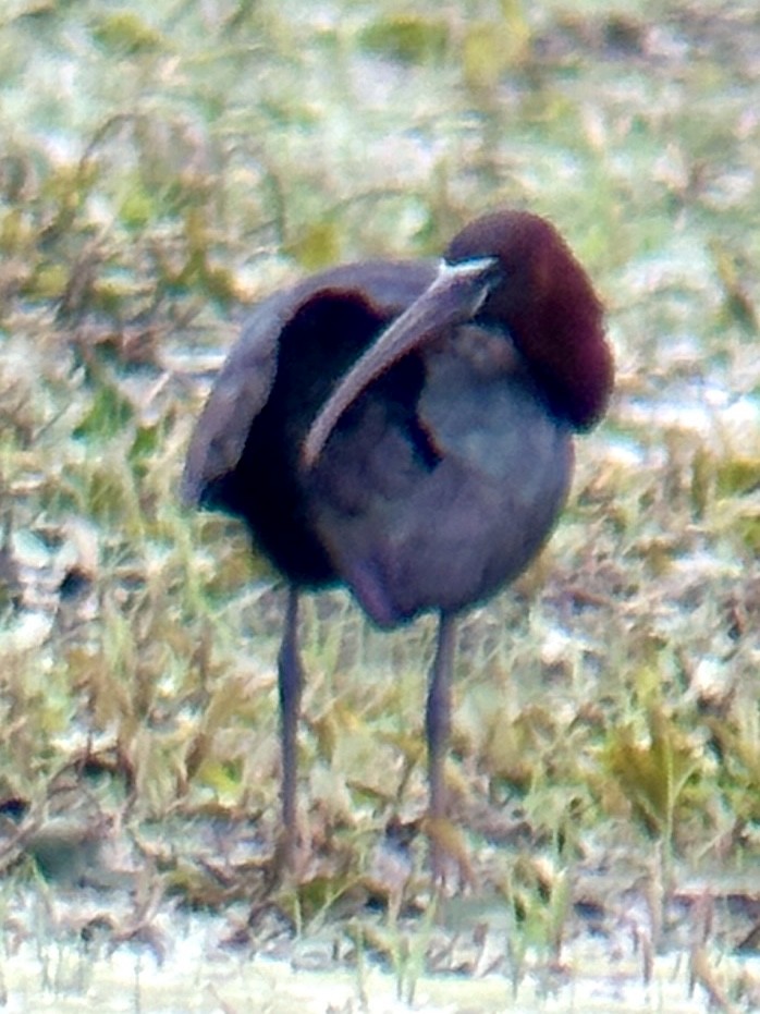 Glossy Ibis - ML618728570