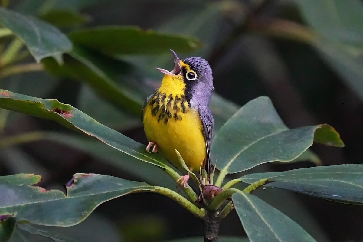 Canada Warbler - Alan Lenk