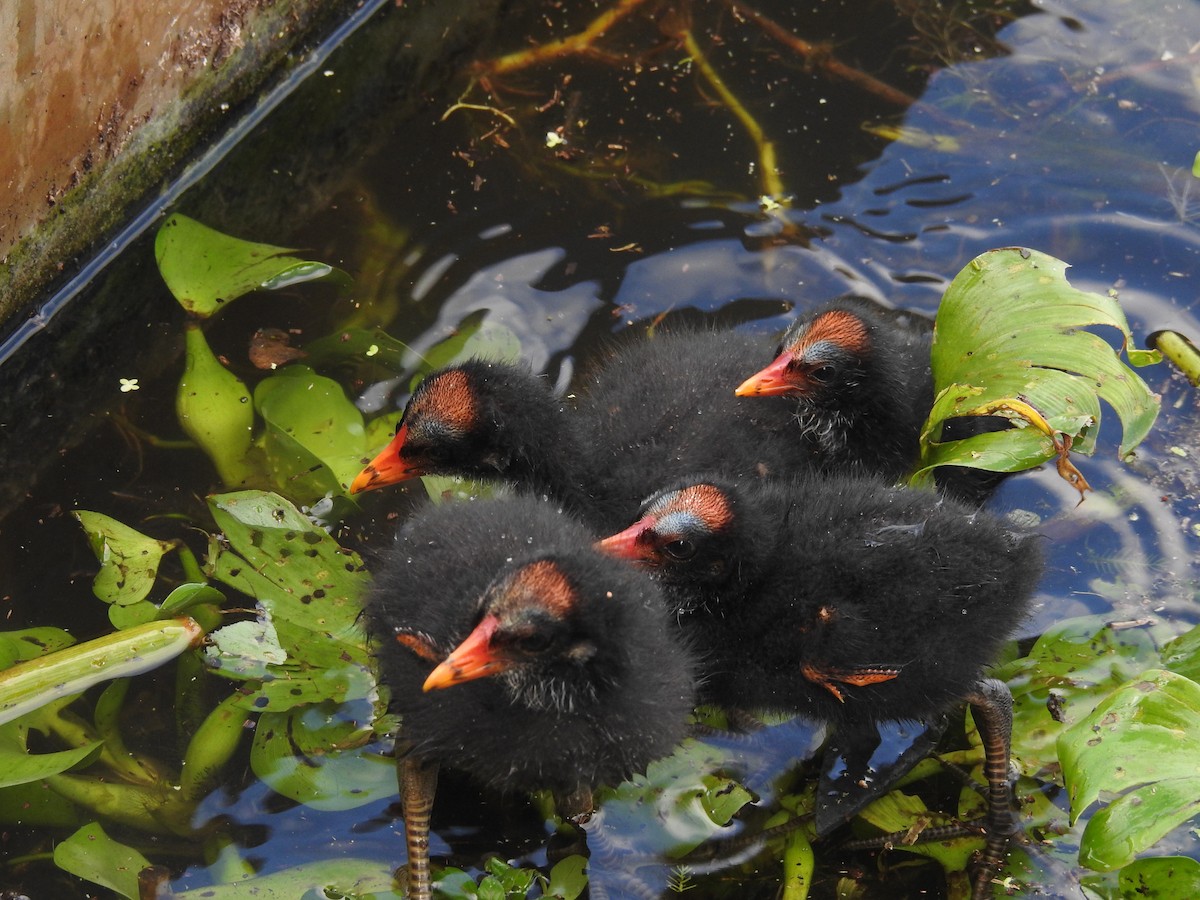 Common Gallinule - Wendy Meehan