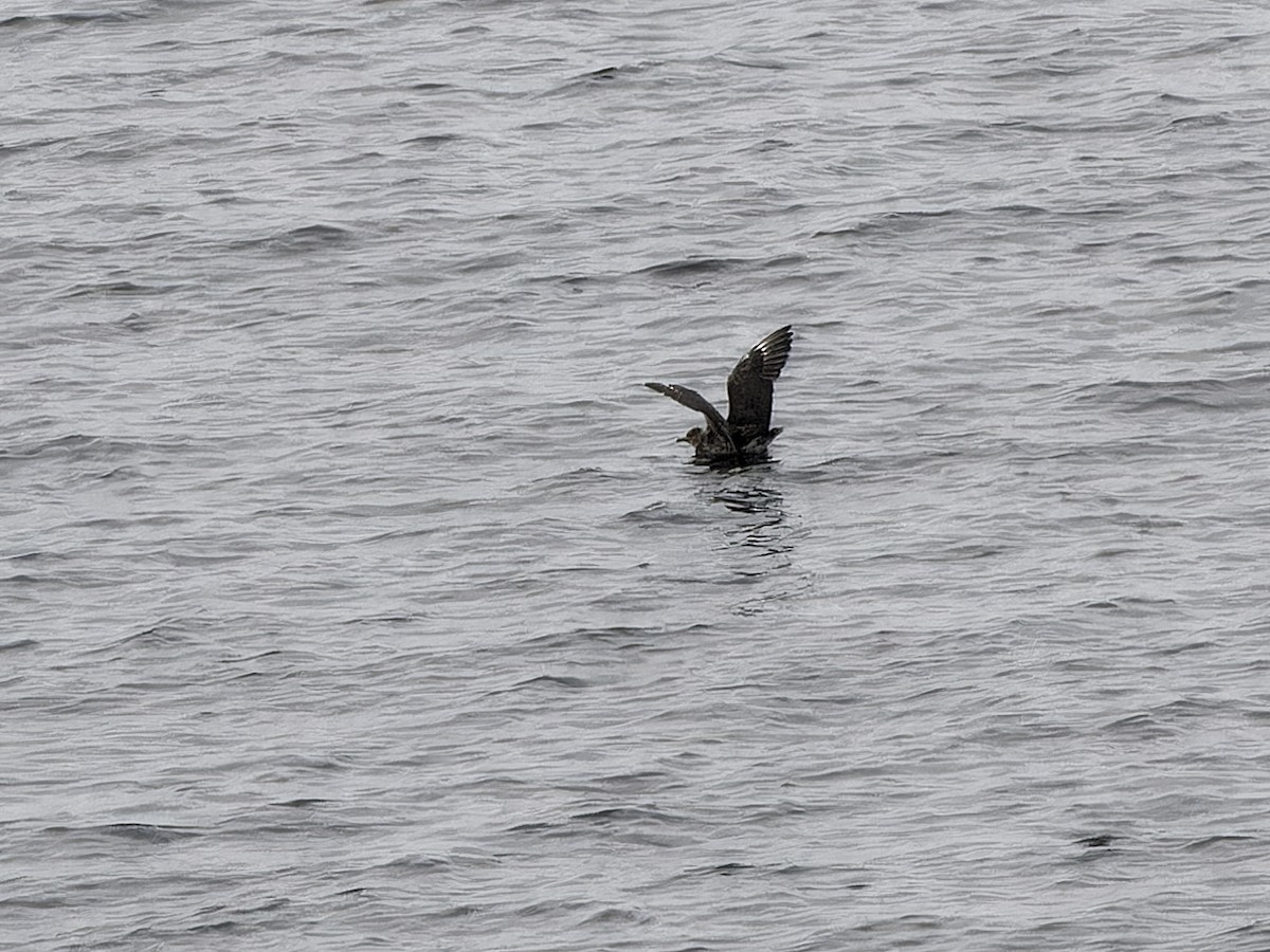 Pomarine Jaeger - Michael Zieger