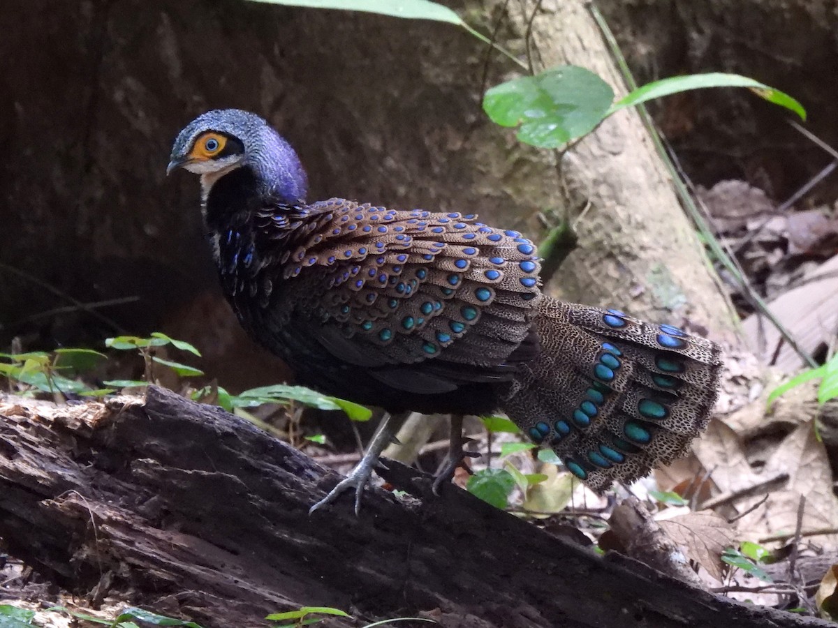 Bornean Peacock-Pheasant - Gwen Taylor