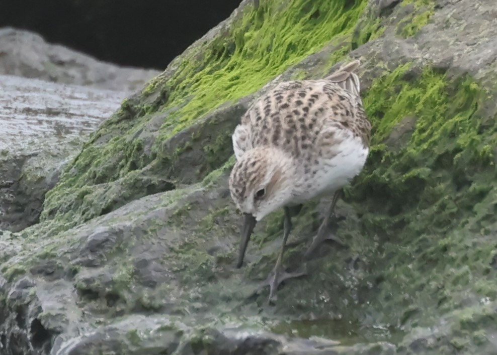 Semipalmated Sandpiper - Jim Stasz