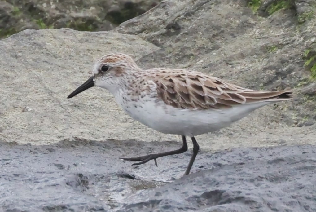 Semipalmated Sandpiper - ML618728693