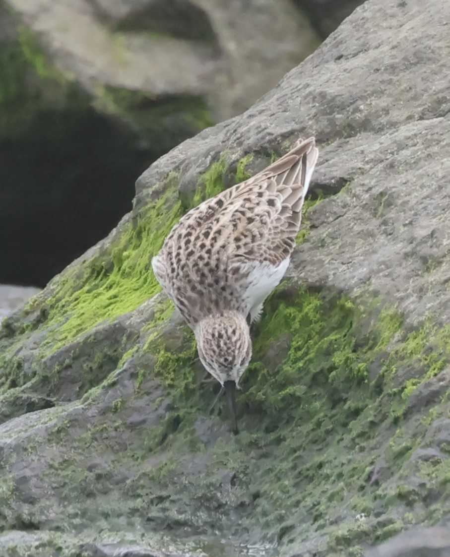 Semipalmated Sandpiper - ML618728694