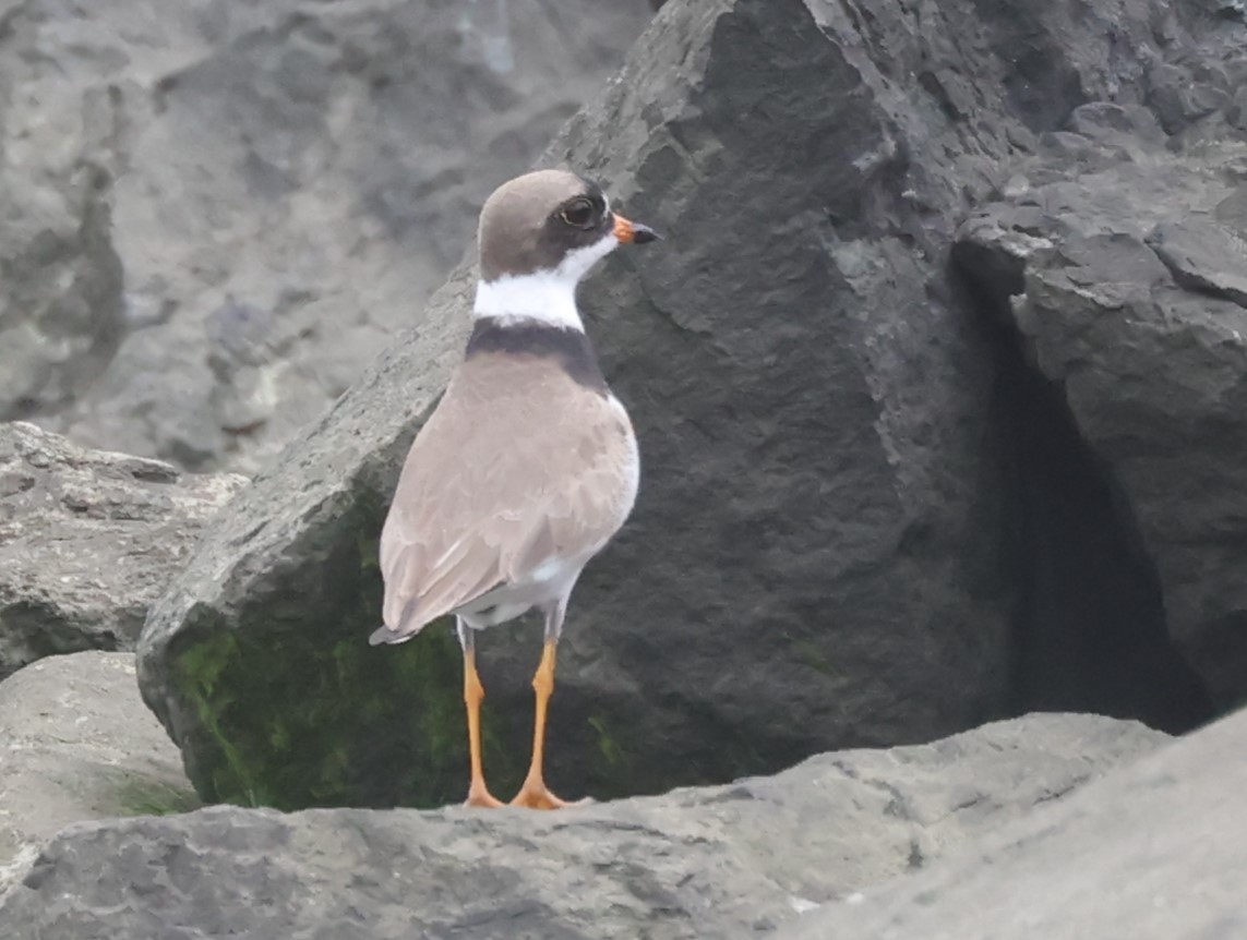 Semipalmated Plover - ML618728699