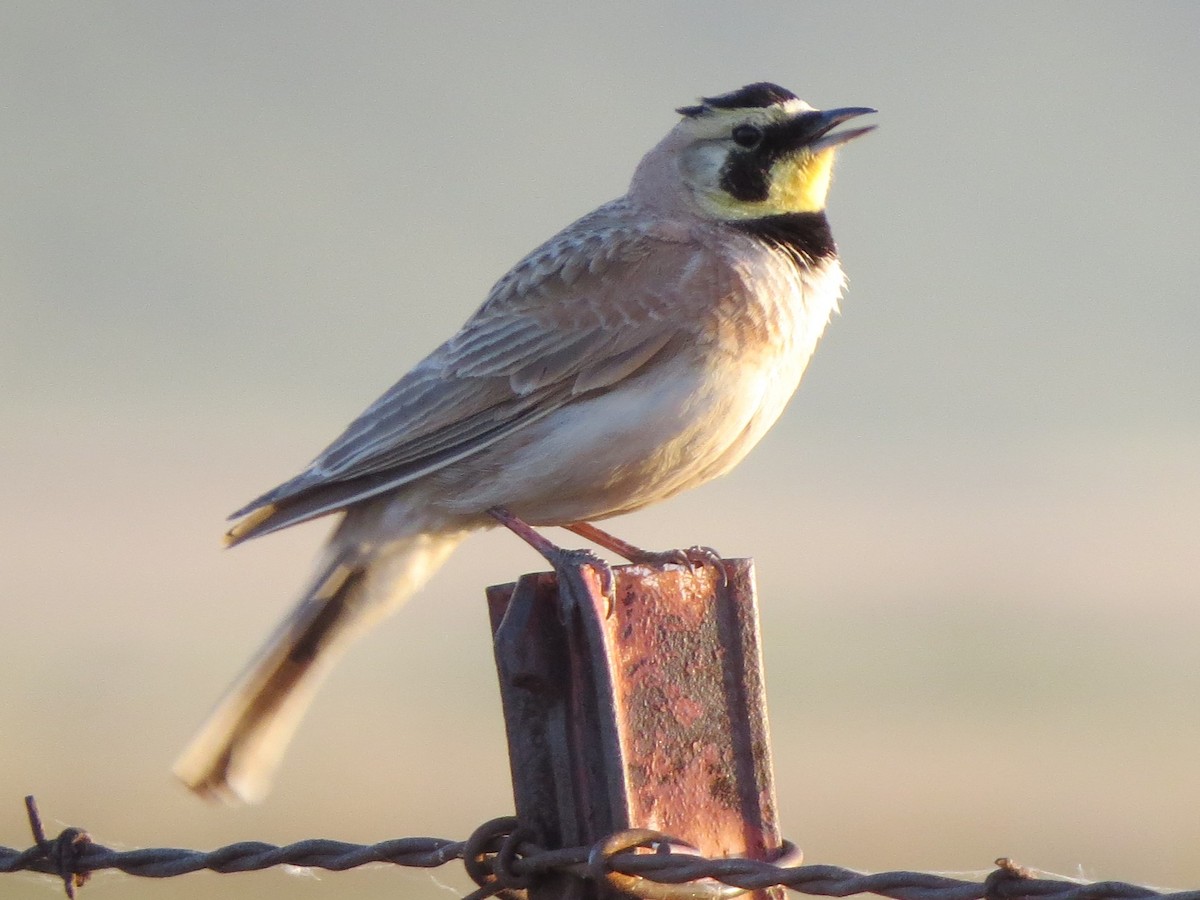 Horned Lark - ML618728723