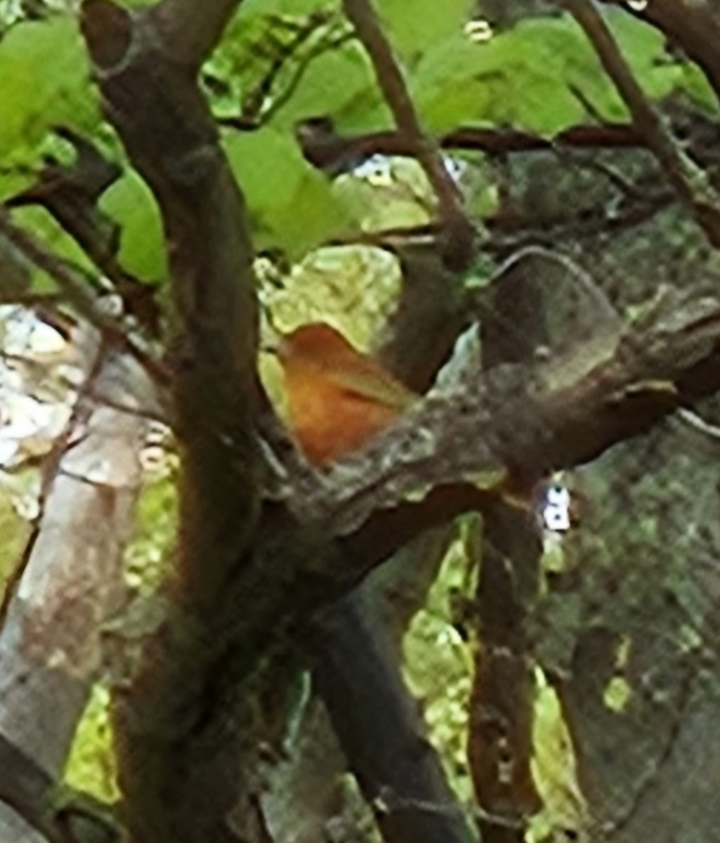 Summer Tanager - ML618728742