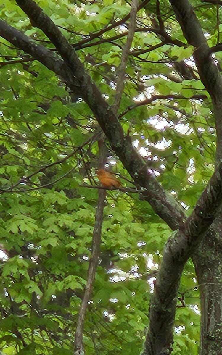 Summer Tanager - ML618728750