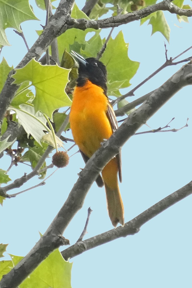 Oriole de Baltimore - ML618728802