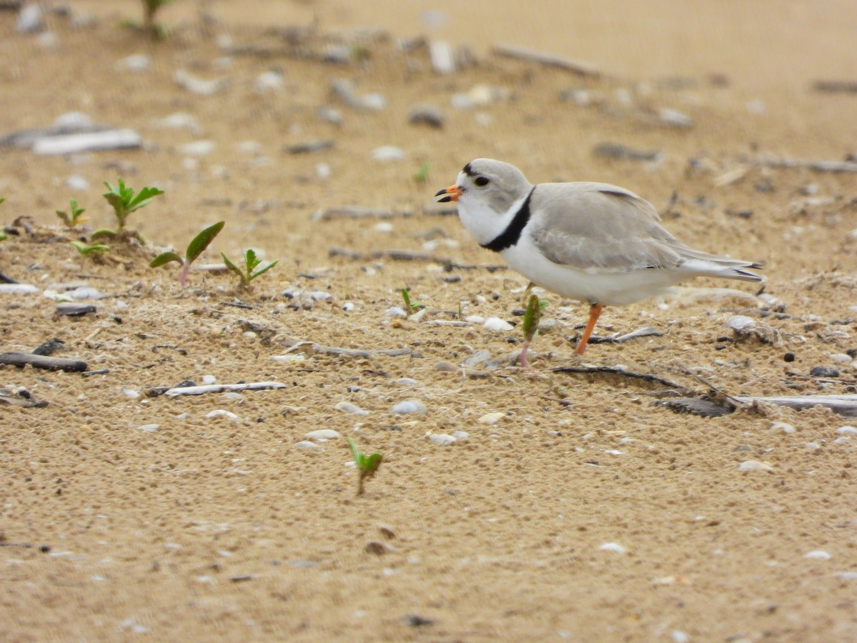 Piping Plover - ML618728822