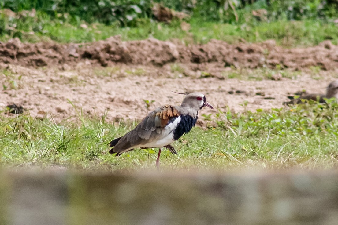 Southern Lapwing - Bosko Ruffner