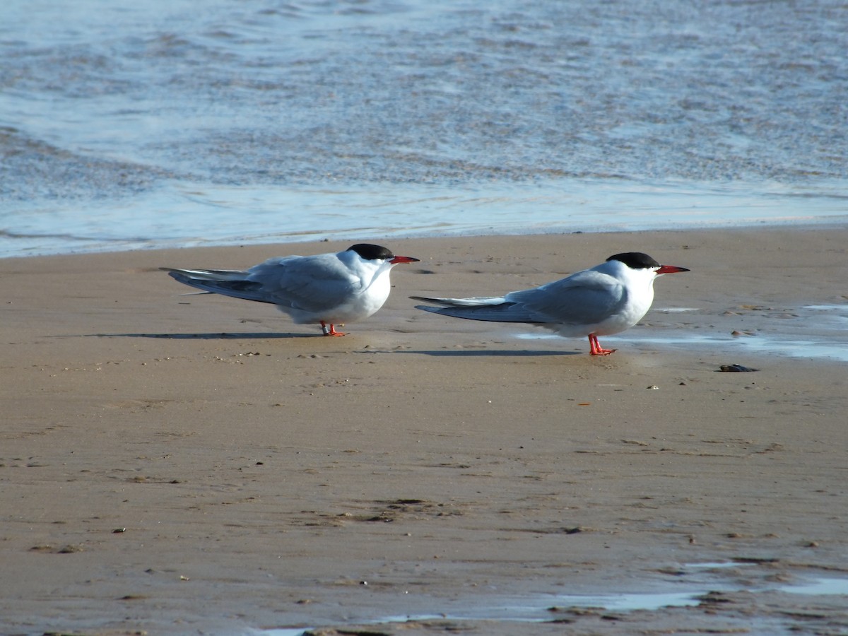 Common Tern - ML618728848