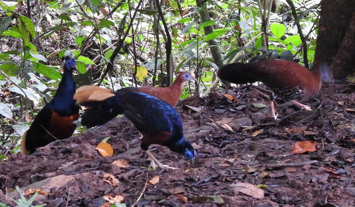 Bornean Crested Fireback - ML618728876