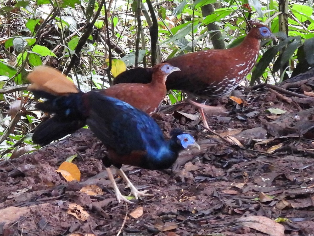 Bornean Crested Fireback - ML618728877