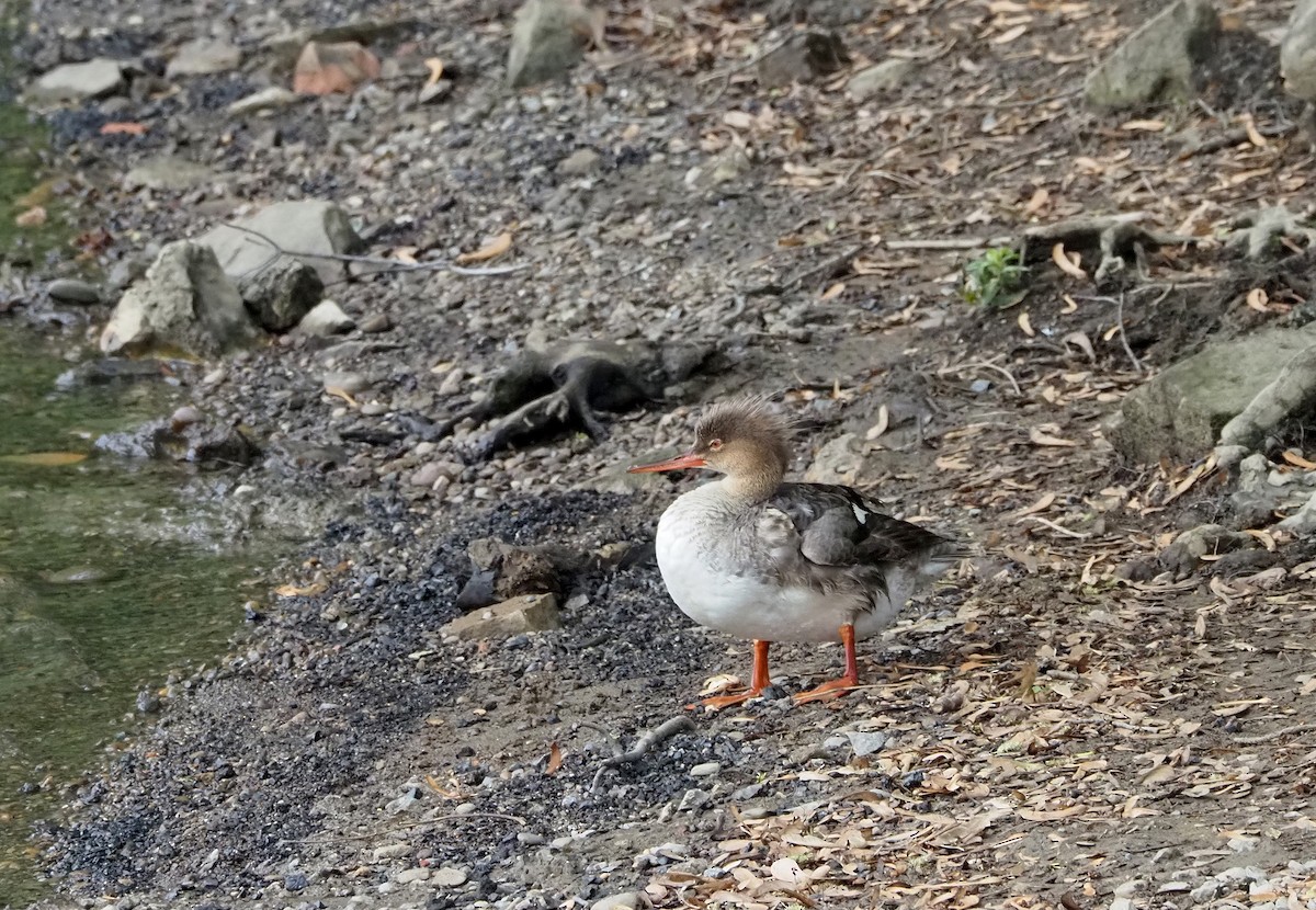 Red-breasted Merganser - ML618728879