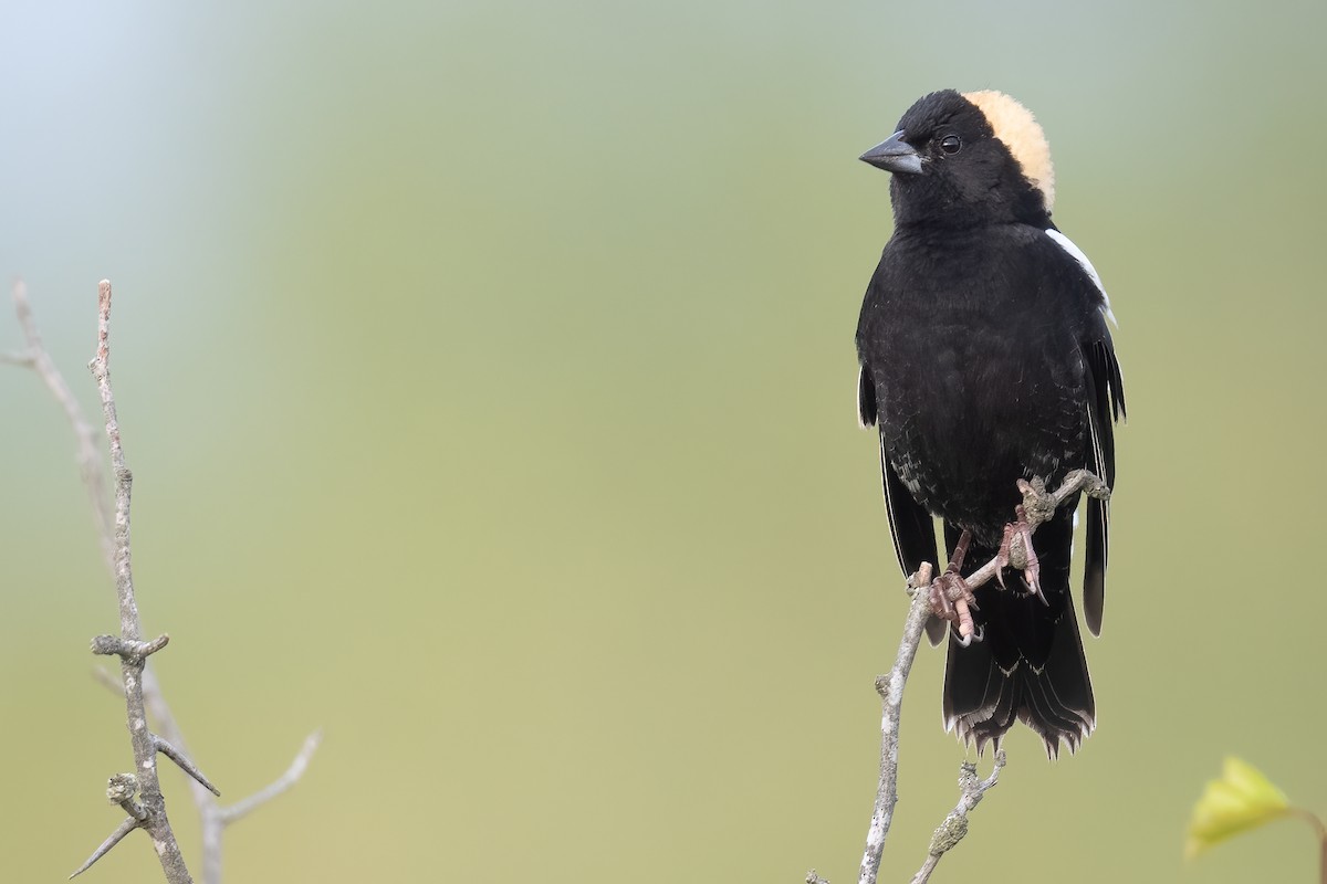 bobolink americký - ML618728945