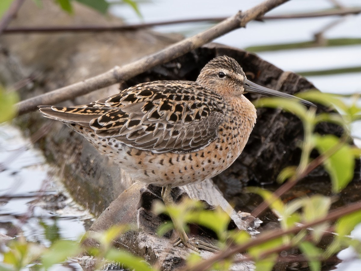 Short-billed Dowitcher - ML618728949