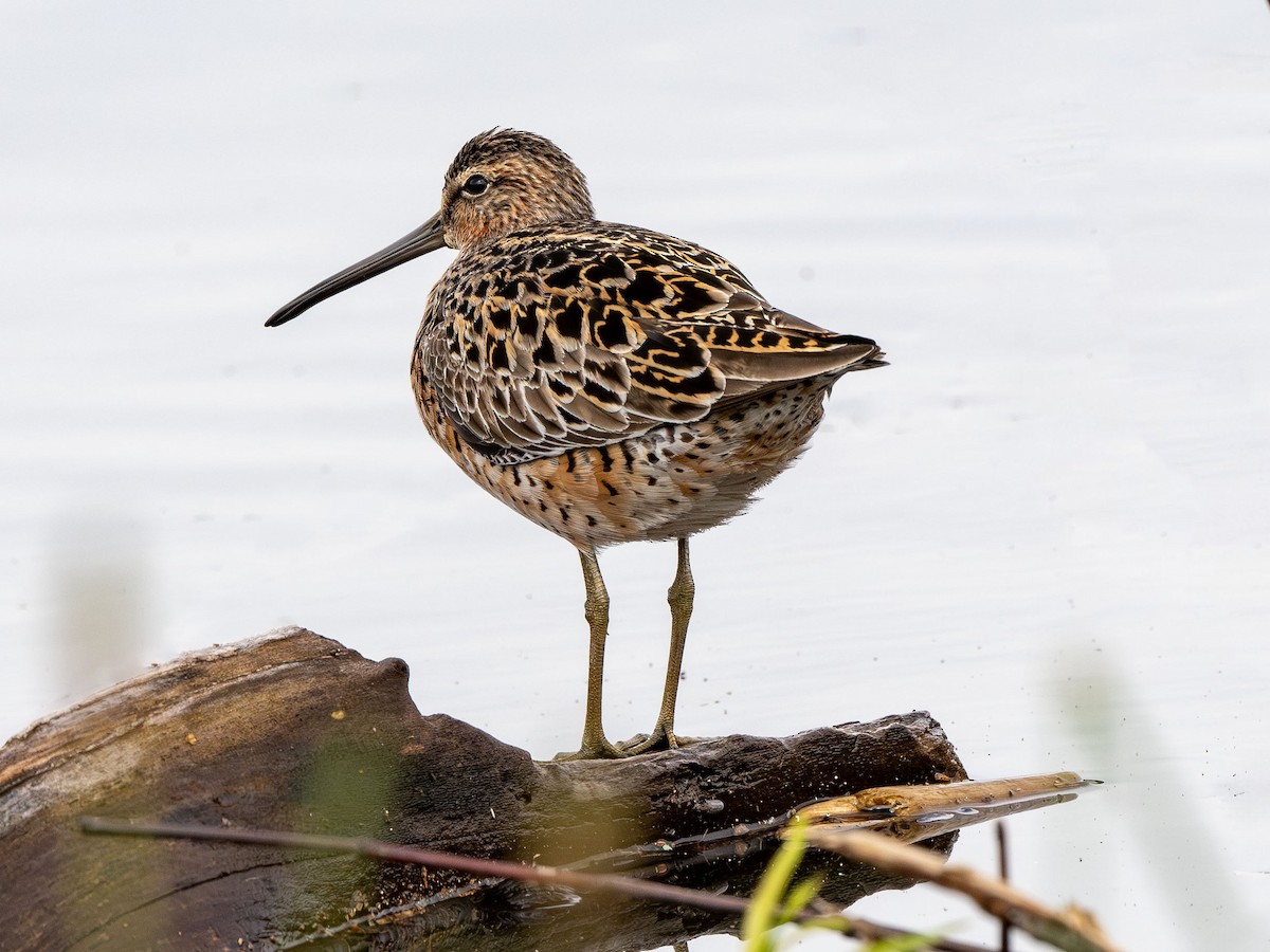 Short-billed Dowitcher - ML618728951