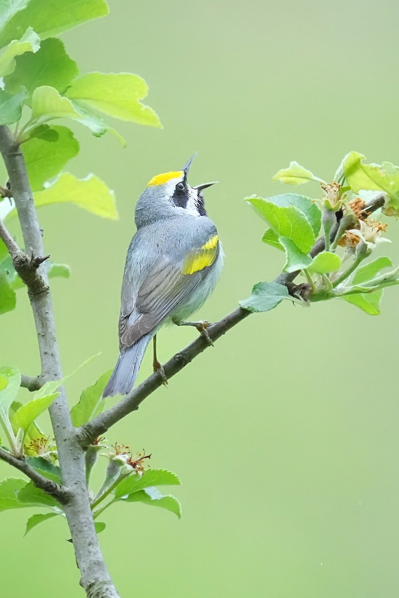 Golden-winged Warbler - ML618728960