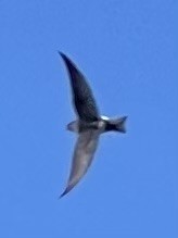 Violet-green Swallow - ML618728971