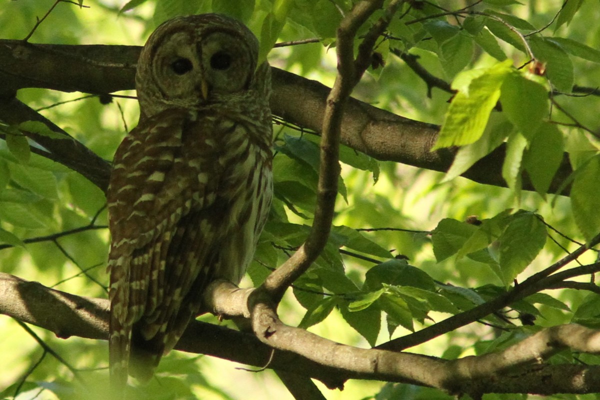 Barred Owl - ML618729013