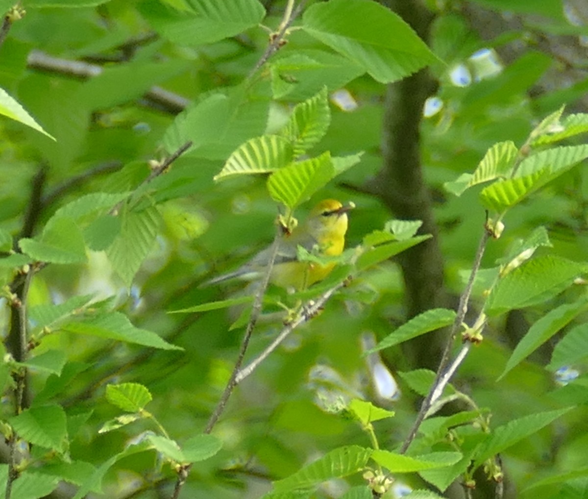 Golden-winged x Blue-winged Warbler (hybrid) - Chris Payne
